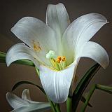 Easter Lily_DSCF01326-